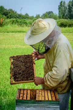 Beekeeper work on his hive Stock Photos