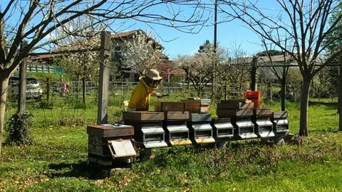 Beekeeper at work with the hives Stock Footage 239790634