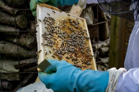 Beekeeper at work Foto stock