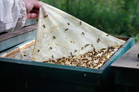 Beekeeper at work Stock Photos