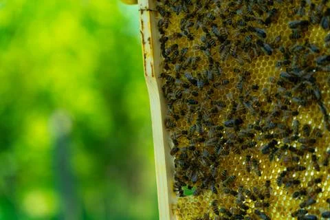 Beekeeper at work Stock Photos