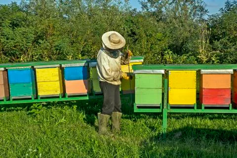 Beekeeper at work Stock Photos
