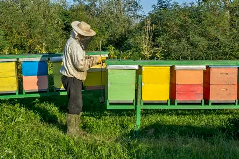 Beekeeper at work Stock Photos