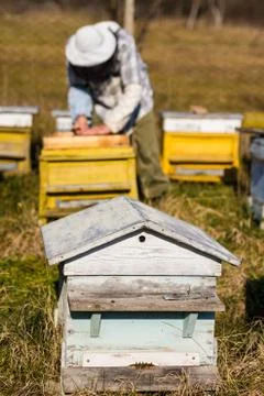 Beekeeper workind on beehvies Stock Photos