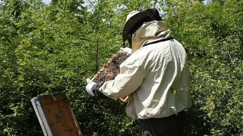 Beekeeper working in apiary among a swarm of bees Stock Footage 77213937