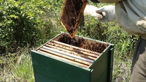 Beekeeper working in apiary among a swarm of bees Stock Footage 80620913