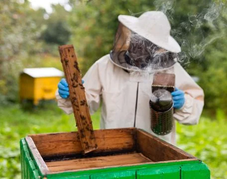 Beekeeper working in the apiary. Beekeeping concept. Beekeeper harvesting honey Stock Photos
