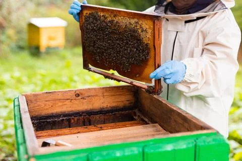 Beekeeper working in the apiary. Beekeeping concept. Beekeeper harvesting honey Stock Photos