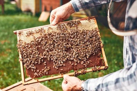 Beekeeper working in apiary. Drawing out the honeycomb from the hive with b.. Stock Photos
