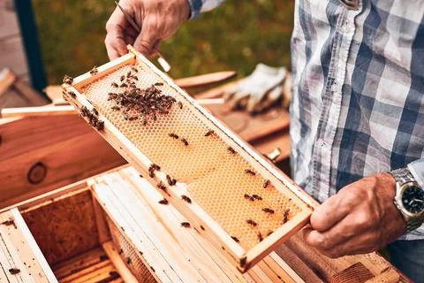 Beekeeper working in apiary. Drawing out the honeycomb from the hive with b.. Stock Photos