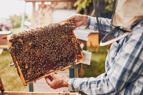 Beekeeper working in apiary. Drawing out the honeycomb from the hive with b.. Stock Photos