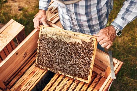 Beekeeper working in apiary. Drawing out the honeycomb from the hive with b.. Stock Photos
