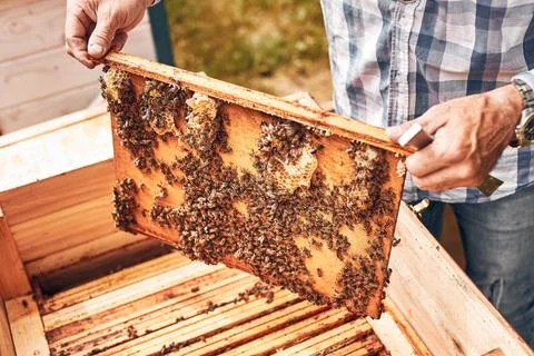 Beekeeper working in apiary. Drawing out the honeycomb from the hive with b.. Stock Photos