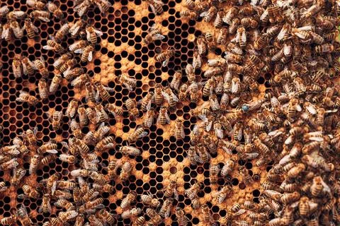 Beekeeper working in apiary. Drawing out the honeycomb from the hive with b.. Foto stock