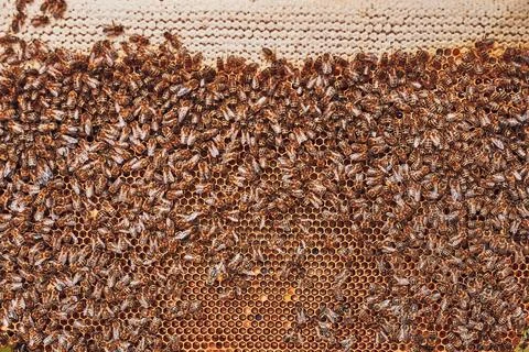 Beekeeper working in apiary. Drawing out the honeycomb from the hive with b.. Foto stock