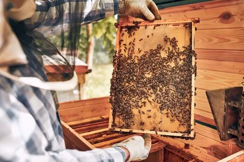 Beekeeper working in apiary. Drawing out the honeycomb from the hive with b.. Stock Photos