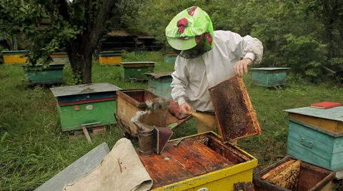 Beekeeper working in the apiary Stock Footage 46533664