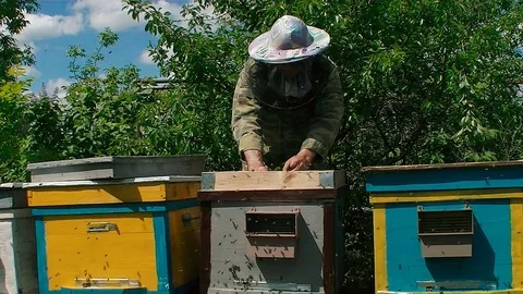 Beekeeper working in apiary Stock Footage 76067809