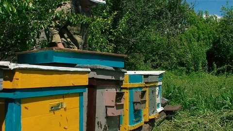 Beekeeper working in apiary Video stock 76069038