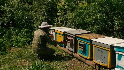 Beekeeper working in apiary Stock Footage 76069386
