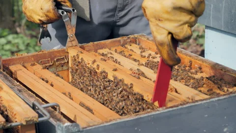 Beekeeper working in the apiary Stock Footage 308863041
