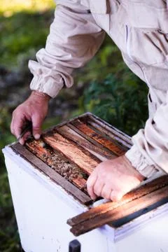 Beekeeper working in apiary Stock Photos