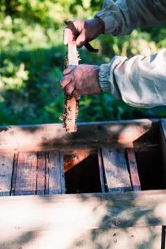 Beekeeper working in apiary Stock Photos