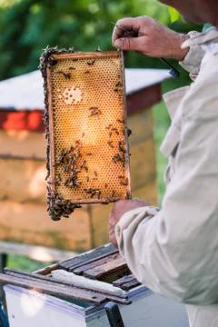 Beekeeper working in apiary Stock Photos