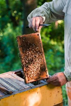 Beekeeper working in apiary Stock Photos