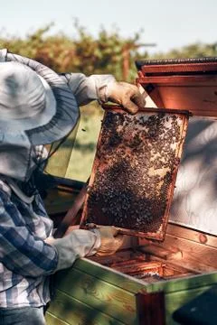 Beekeeper working in apiary Stock Photos