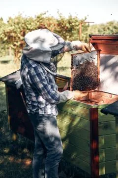 Beekeeper working in apiary Stock Photos
