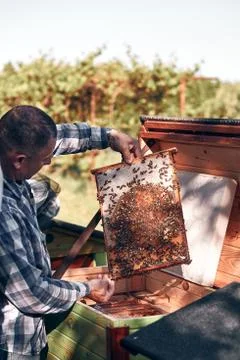 Beekeeper working in apiary Stock Photos