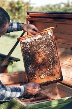 Beekeeper working in apiary Foto stock