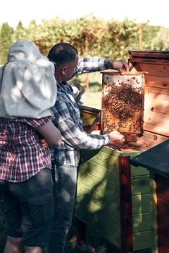 Beekeeper working in apiary Stock Photos