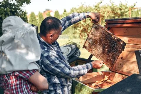 Beekeeper working in apiary Stock Photos