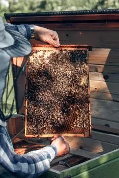 Beekeeper working in apiary Stock Photos