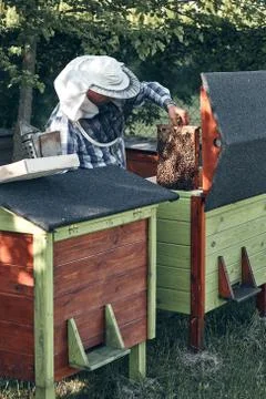 Beekeeper working in apiary Foto stock