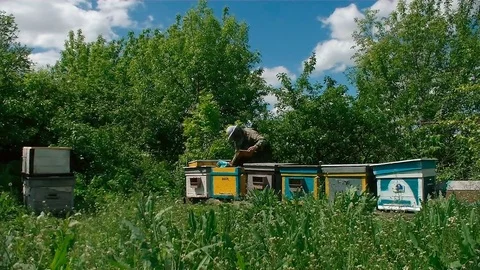 Beekeeper working in apiary. time lapse motion Video stock 76066528