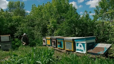 Beekeeper working in apiary. time lapse motion Stock Footage 76067750