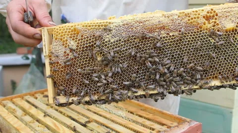 Beekeeper working on bee colony holding honeycomb in hand Stock Footage 93197200