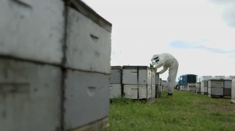 Beekeeper working in bee farm Stock Footage 50166762
