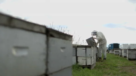 Beekeeper working in bee farm Stock Footage 50168850