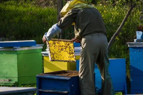 Beekeeper working on bee hive Stock Photos