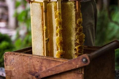Beekeeper working on bee hive Stock Photos