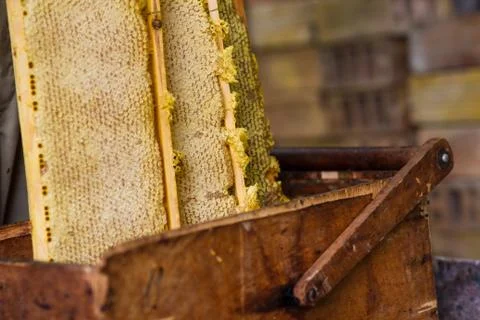 Beekeeper working on bee hive Foto stock