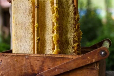 Beekeeper working on bee hive Stock Photos