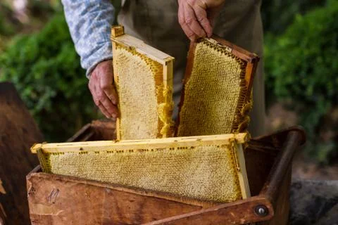 Beekeeper working on bee hive Stock Photos
