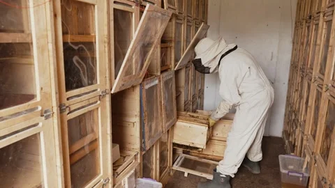 Beekeeper working in a bee house Stock Footage 251825303