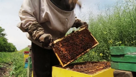Beekeeper working on beehive Stock Footage 75936836