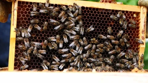 Beekeeper Working on Beehive with Honeycomb – 4K Stock-Footage 320163065